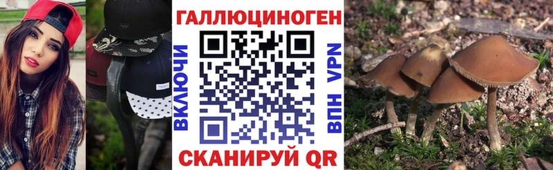 Псилоцибиновые грибы Psilocybine cubensis  Новая Усмань 